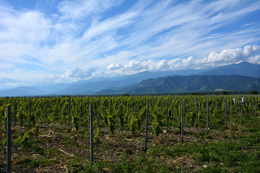 gevelli wino